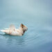 Water – woda
