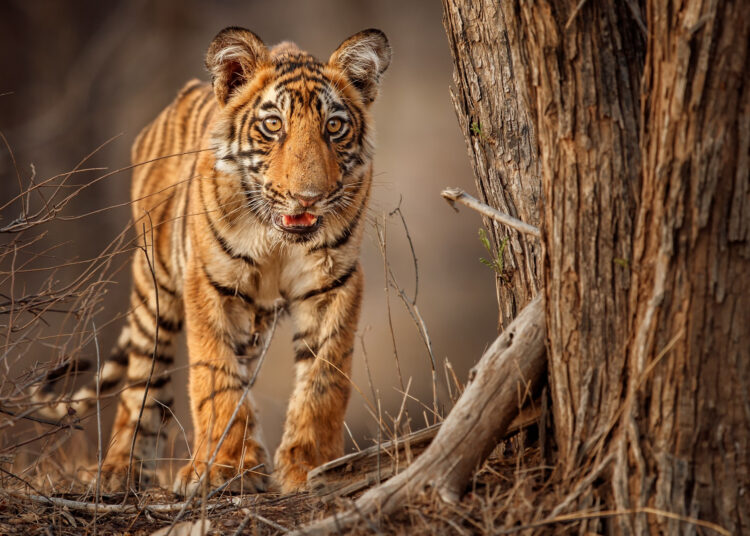 wild-animals-dzikie-zwierzęta-słownictwo-angielskie