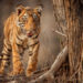 wild-animals-dzikie-zwierzęta-słownictwo-angielskie